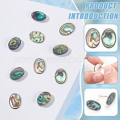 10 Stück natürliche Paua-Muschel-Cabochons FIND-BC0005-54