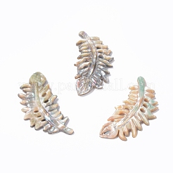 Natürliche Abalone Muschel / Paua Muschel Cabochons SSHEL-L016-008D