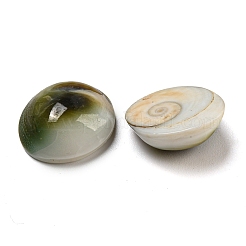 Muschel-Cabochons BSHE-Z005-08