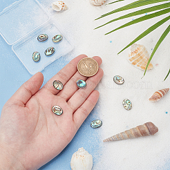 10 Stück natürliche Paua-Muschel-Cabochons FIND-BC0005-54