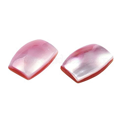 Natürliche Turbo Cornulus/Top Shell Cabochons SSHEL-N003-153B