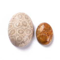Natürliche fossile Korallen-Cabochons G-M379-21