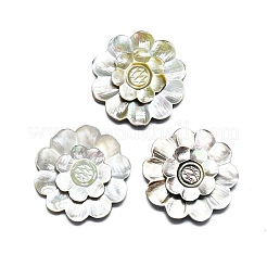 Natürlichen Shell Cabochons SHEL-K008-09