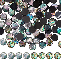 100 Stück 2 Stile natürliche Abalone Muschel/Paua Muschel Cabochons SHEL-SC0001-42