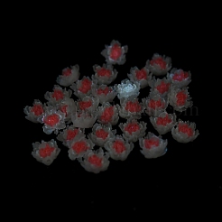 Leuchtende Decoden-Cabochons aus Harz RESI-K036-06D