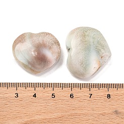 Natürliche Shiva-Augen-Muschel-Cabochons SHEL-H006-01A