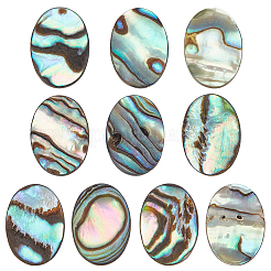 10 Stück natürliche Paua-Muschel-Cabochons FIND-BC0005-55