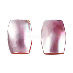Natürliche Turbo Cornulus/Top Shell Cabochons SSHEL-N003-153B