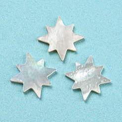 Natürliche Muschel-Cabochons SHEL-D079-12