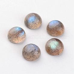 Natur Labradorit Cabochons G-D804-02