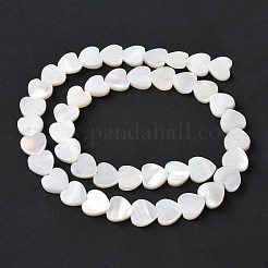 Natürlichen weißen Muschelperlen Stränge&nbsp;SSHEL-C013-06
