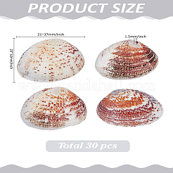 30 Stück natürliche Muschelschalenperlen&nbsp;BSHE-LP0001-01