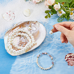 Natürliche Muscheln als Dekoration&nbsp;DIY-WH0899-659B