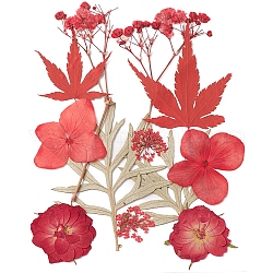 Flores secas prensadas, para celular, marco de la foto, scrapbooking diy y resina art decoraciones florales, rojo, 135x105x0.3mm