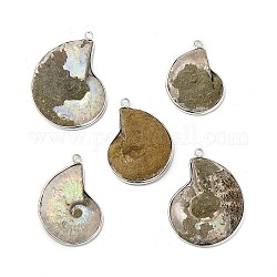 Natural Conch Fossil Pendants, Fossil Snail Charms, with Brass Findings, Shell, Platinum, 35.5~47x27.5~35x4~10.5mm, Hole: 2.5mm