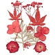 Gepresste Trockenblumen, für Handy, Fotorahmen, Scrapbooking DIY und Harzkunst Blumendekore, rot, 135x105x0.3 mm