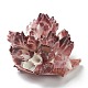 天然な巻き貝の殻のディスプレイの装飾  蓮  オールドローズ  73~90x69~81x37~57mm AJEW-H126-06-2