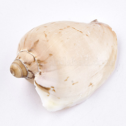 Spiralmuschelperlen&nbsp;SSHEL-T005-05