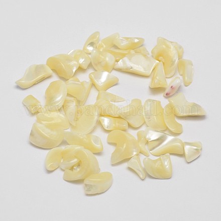 Coquille de trochide naturelle sans trou / perles de copeaux de coquille de trocas BSHE-M017-01-1