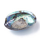 Natural Paua Shell Beads SSHEL-Q298-22-3