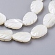 Chapelets de perles de coquille de trochid / trochus coquille SSHEL-K015-05-3