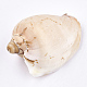 Perles de coquillages en spirale SSHEL-T005-05-3