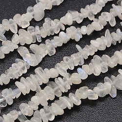 Bricht natürliches weißes ab Mondstein Perlen Stränge, 3~8x3~12x3~5 mm, Bohrung: 1 mm, etwa 32 Zoll