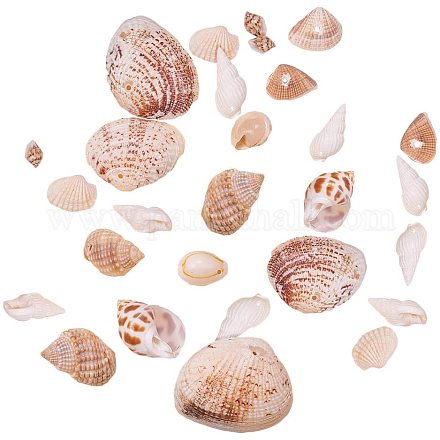 CHGCRAFT 1 Box Mixed Ocean Sea Shells Natural Seashells Spiral Shell Beads with Holes for Jewelry Making BSHE-PH0003-04-1