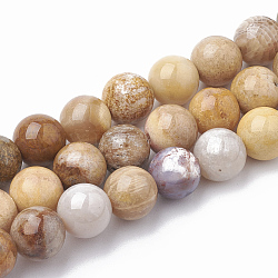 Fossiles naturelle perles de corail brins, ronde, 8mm, Trou: 1mm, Environ 48 pcs/chapelet, 15.3 pouces
