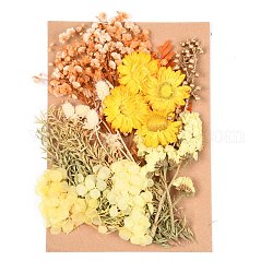 Dried Flower, for Bridal Shower, Wedding, Preserved Fresh Flower, Colorful, 210x148x14~24.5mm