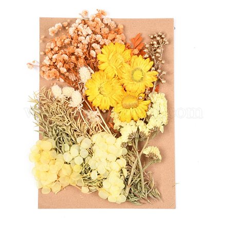 Сушеный цветок DIY-B018-15-1
