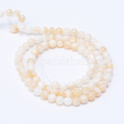 Naturali di acqua dolce fili conchiglia perline&nbsp;X-SHEL-S253-01