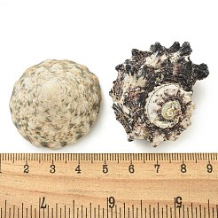Perles naturelles de conque et de coquillage&nbsp;SHEL-XCP0001-10