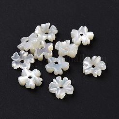 Natürlichen weißen Muschelperlen&nbsp;SHEL-F002-04