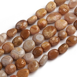Fossiles naturelle perles de corail brins, pierre roulée, pépites, 10~15x7.5~11.5x7.5~12.5mm, Trou: 1mm, Environ 36 pcs/chapelet, 15.67 pouce (39.8 cm)