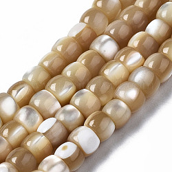 Chapelets de perles de coquille de trochid / trochus coquille, colonne, couleur de coquillage, 6x3~4mm, Trou: 0.8mm, Environ 101~102 pcs/chapelet, 15.94 pouce (40.5 cm)