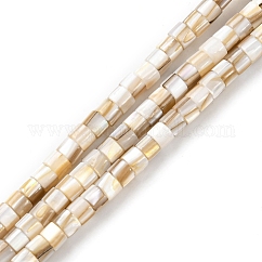 Hebras naturales de cuentas de concha de agua dulce, columna, color de concha, 3x4mm, agujero: 0.8 mm, aproximamente 124~125 pcs / cadena, 15.28~15.47'' (38.8~39.3 cm)