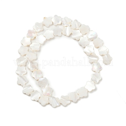 Hebras naturales de cuentas de concha de agua dulce&nbsp;SHEL-K010-01A