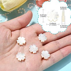 5 pezzo di perle di conchiglia bianca naturale&nbsp;BSHE-CJ0001-11