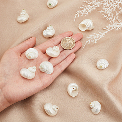 Naturspirale Muschelperlen&nbsp;SHEL-PH0001-42