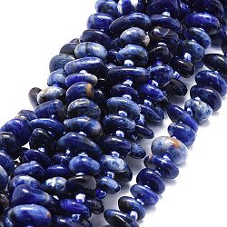 Chapelets de perles en sodalite naturelle, pépites, 8~11x9~14x1.5~5mm, Trou: 0.8mm, Environ 74 pcs/chapelet, 15.55'' (39.5 cm)