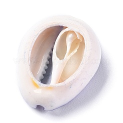 Perle naturali di conchiglia di ciprea&nbsp;BSHE-XCP0001-04