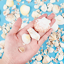 Kits mit natürlichen Muschelperlen&nbsp;SSHEL-PH0002-49