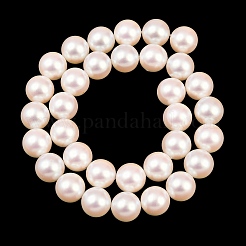 Fili di perle di conchiglie galvanizzate&nbsp;BSHE-C011-01D