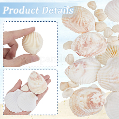 Naturschalen-Displaydekorationen&nbsp;SSHEL-SP0001-01