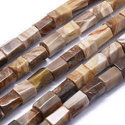 Naturali pietrificate perline di legno fili, prisma esagonale, 11.5~15x9~12mm, Foro: 0.8 mm, circa 27~28pcs/filo, 15.1 pollice ~ 15.5 pollici (38.5~39.5 cm)