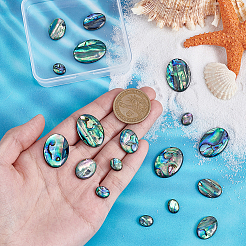 18 Stück 3 Stile natürliche Paua-Muschel-Cabochons&nbsp;SSHEL-PH0001-43