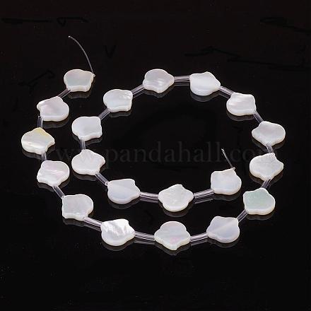 Natural Sea Shell Beads SSHEL-F293-18-1