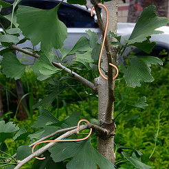 Wachstumsunterstützung für Kupferpflanzen&nbsp;DIY-NB00006