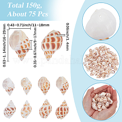 Ciondoli in conchiglia a spirale naturale da 150 g&nbsp;SHEL-SC0002-12